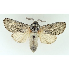 /filer/webapps/moths/media/images/E/eutelia_Brachylia_AM_TMSA.jpg