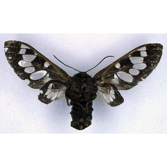 /filer/webapps/moths/media/images/F/fenestrata_Balacra_HT_BMNH_02.jpg