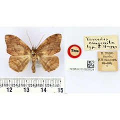 /filer/webapps/moths/media/images/C/congenita_Taviodes_HT_BMNH.jpg