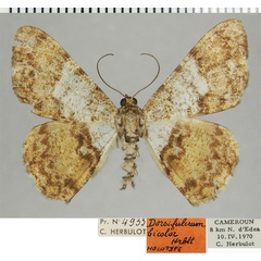 /filer/webapps/moths/media/images/B/bicolor_Dorsifulcrum_HT_ZSMa.jpg