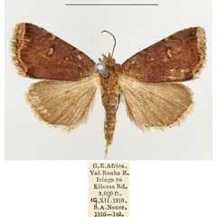 /filer/webapps/moths/media/images/L/limbata_Ozarba_AM_BMNH_01_MoIOegb.jpg