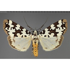 /filer/webapps/moths/media/images/S/spilosoma_Sommeria_AF_Fiebig.jpg