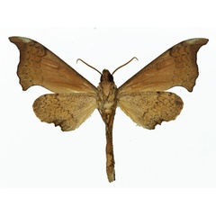 /filer/webapps/moths/media/images/A/anochus_Polyptychus_AM_Basquin_01b.jpg