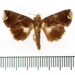 /filer/webapps/moths/media/images/H/holophaea_Catephia_AF_BMNH.jpg