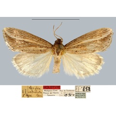 /filer/webapps/moths/media/images/U/undulata_Acrapex_HT_MNHN.jpg