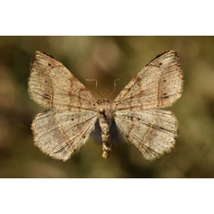 /filer/webapps/moths/media/images/T/trizonaria_Chiasmia_A_Butler.jpg
