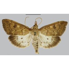 /filer/webapps/moths/media/images/D/delineatalis_Scopula_STF_BMNH.jpg
