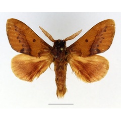 /filer/webapps/moths/media/images/T/toulgoeti_Phoenicladocera_AM_Basquin_02.jpg