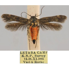 /filer/webapps/moths/media/images/L/letabensis_Eretmocera_HT_TMSA_28u3W6z.jpg