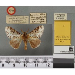 /filer/webapps/moths/media/images/L/leucophaes_Lymantria_HT_BMNHa.jpg