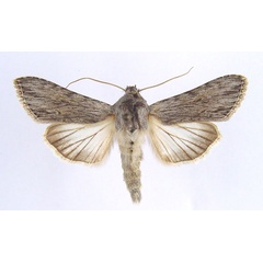 /filer/webapps/moths/media/images/P/pittawayi_Cucullia_AM_Legrain.jpg