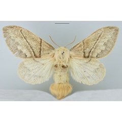 /filer/webapps/moths/media/images/A/aniera_Philotherma_AF_TMSA.jpg