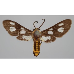 /filer/webapps/moths/media/images/B/bivittata_Ceryx_AM_BMNH.jpg