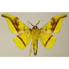 /filer/webapps/moths/media/images/S/subsplendens_Plegapteryx_AM_ZSMb.jpg