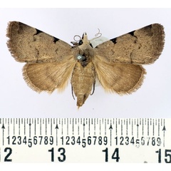 /filer/webapps/moths/media/images/N/nyctichroa_Authadistis_AF_BMNH_02.jpg
