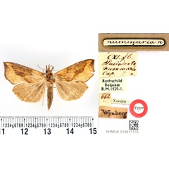 /filer/webapps/moths/media/images/N/nummaria_Plusiodonta_HT_BMNH.jpg