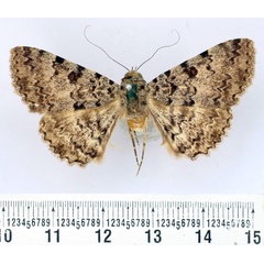 /filer/webapps/moths/media/images/S/sagulata_Beriodesma_AM_BMNH.jpg