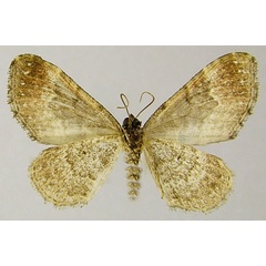 /filer/webapps/moths/media/images/L/lichenarum_Mimoclystia_HT_ZSMb.jpg