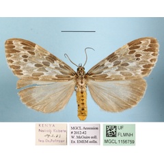 /filer/webapps/moths/media/images/D/doriae_Galtara_AF_MGCLa_02.jpg
