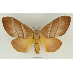 /filer/webapps/moths/media/images/B/bilinea_Cleopatrina_AF_Basquin_01.jpg