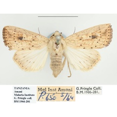 /filer/webapps/moths/media/images/A/atrimacula_Mythimna_AF_BMNH.jpg