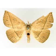 /filer/webapps/moths/media/images/A/albooculata_Ugia_AF_TMSA_01.jpg