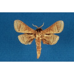 /filer/webapps/moths/media/images/S/shimonii_Haberlandia_HT_MNHN.jpg