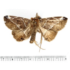 /filer/webapps/moths/media/images/A/albilineata_Anticarsia_AM_BMNH.jpg