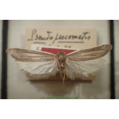/filer/webapps/moths/media/images/R/robletella_Pseudoprocometis_HT_MNHN.jpg