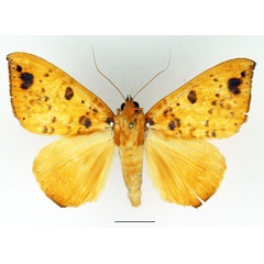 /filer/webapps/moths/media/images/X/xanthoptera_Achaea_AM_Basquin.jpg