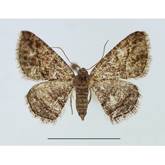 /filer/webapps/moths/media/images/A/aquaemontana_Cabera_AF_TMSA.jpg