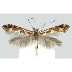 /filer/webapps/moths/media/images/O/obandai_Phyllonorycter_PT_BMNH.jpg