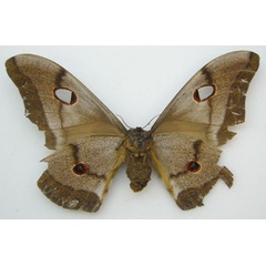 /filer/webapps/moths/media/images/M/macrothyris_Bunaea_HT_NHMUKb.jpg