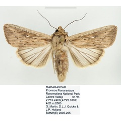 /filer/webapps/moths/media/images/I/insulicola_Leucania_AF_BMNH_01.jpg