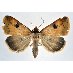 /filer/webapps/moths/media/images/P/punctilineata_Plecoptera_A_NHMO.jpg