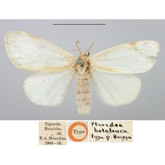 /filer/webapps/moths/media/images/H/hololeuca_Pteredoa_HT_BMNH.jpg