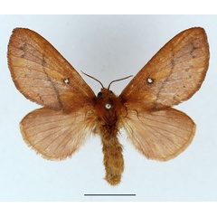 /filer/webapps/moths/media/images/M/merina_Phoenicladocera_AF_Basquin_02.jpg