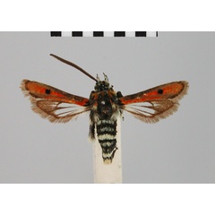 /filer/webapps/moths/media/images/I/ignivittata_Homogyna_HT_BMNH.jpg