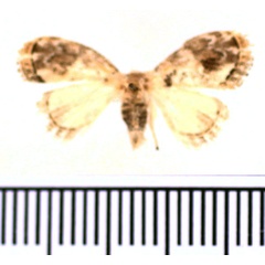 /filer/webapps/moths/media/images/T/talboti_Narosa_AM_BMNH.jpg