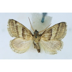 /filer/webapps/moths/media/images/B/bisecta_Halseyia_AM_TMSA.jpg