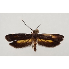 /filer/webapps/moths/media/images/C/climacista_Psilothyris_AM_BMNH.jpg