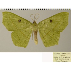/filer/webapps/moths/media/images/V/viridipennaria_Traminda_AF_ZSM.jpg