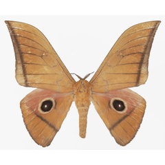 /filer/webapps/moths/media/images/B/basquini_Lobobunaea_AM_Basquin_02a.jpg