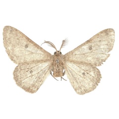 /filer/webapps/moths/media/images/B/breijeri_Boarmia_PTM_BMNH.jpg
