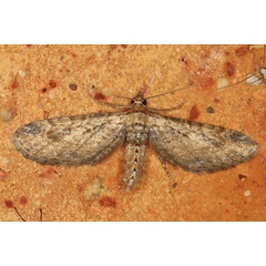 /filer/webapps/moths/media/images/I/inconclusaria_Eupithecia_AF_Heyns.jpg