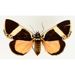 /filer/webapps/moths/media/images/E/euclidica_Colbusa_AF_TMSA_01.jpg