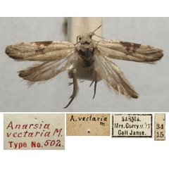 /filer/webapps/moths/media/images/V/vectaria_Anarsia_ST_TMSA.jpg
