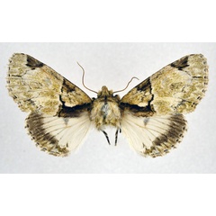 /filer/webapps/moths/media/images/D/dukei_Thiacidas_AF_NHMO.jpg