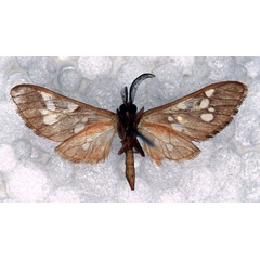 /filer/webapps/moths/media/images/K/kivensis_Pseudothyretes_PT_RBINS_02.jpg