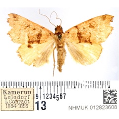 /filer/webapps/moths/media/images/H/holmi_Marcipa_AF_BMNH.jpg